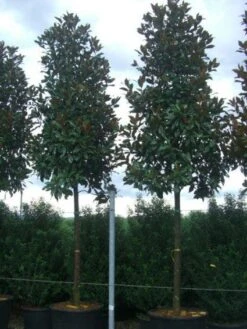 Beverboom (Magnolia Grandiflora 'Gallissoniere') 12 Beverboom (Magnolia Grandiflora 'Gallissoniere') -Klim Rose Winkel 20101217144659 9