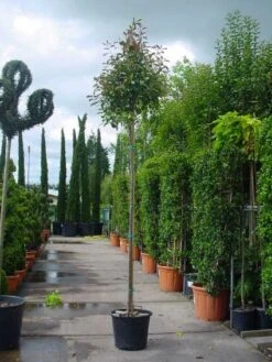 Glansmispel Als Boom (Photinia Fraseri 'Red Robin') 12 Glansmispel Als Boom (Photinia Fraseri 'Red Robin') -Klim Rose Winkel 20101220152203 9