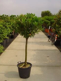 Laurierkers Op Stam (Prunus Laurocerasus 'Otto Luyken') -Klim Rose Winkel 20101221104726 2