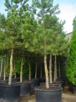 Oostenrijkse Den Als Boom (Pinus Nigra Nigra) 23 Oostenrijkse Den Als Boom (Pinus Nigra Nigra) -Klim Rose Winkel 20101221121215 16