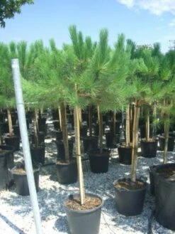 Parasolden Op Stam (Pinus Pinea) -Klim Rose Winkel 20101221123737 4