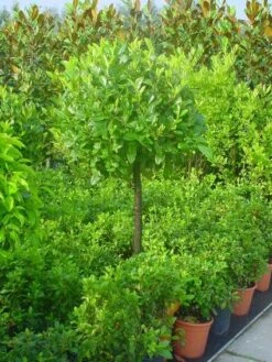 Laurierkers Op Stam (Prunus Laurocerasus 'Otto Luyken') -Klim Rose Winkel 20101221161627 2