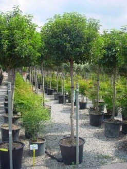 Portugese Laurier Op Stam (Prunus Lusitanica 'Angustifolia') -Klim Rose Winkel 20101221164022 5