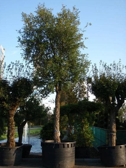 Kurkeik (Quercus Suber) 5 Kurkeik (Quercus Suber) - Afbeelding 3