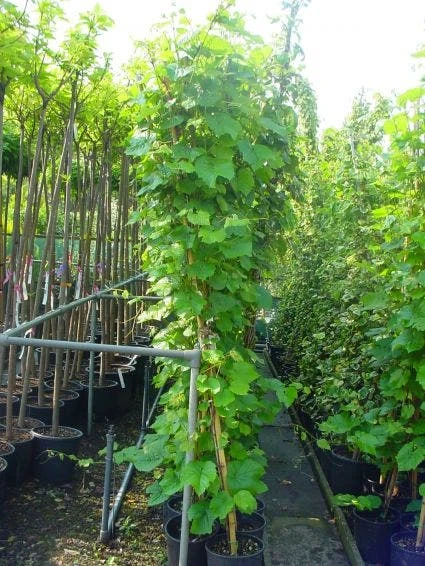 Sierdruif (Vitis Coignetiae) 4 Sierdruif (Vitis Coignetiae) - Afbeelding 2