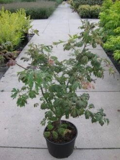 Japanse Esdoorn (Acer Japonicum 'Aconitifolium') 17 Japanse Esdoorn (Acer Japonicum 'Aconitifolium') -Klim Rose Winkel 20110214171717 10