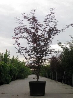 Japanse Esdoorn (Acer Palmatum 'Fireglow') -Klim Rose Winkel 20110215151240 11