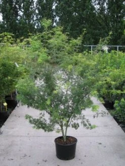 Japanse Esdoorn (Acer Palmatum 'Seiryu') -Klim Rose Winkel 20110215152040 6