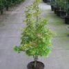 Japanse Esdoorn (Acer Shirasawanum 'Aureum') -Klim Rose Winkel 20110215152843 8