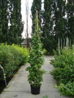 Sierkiwi (Actinidia Kolomikta) -Klim Rose Winkel 20110215154225 2