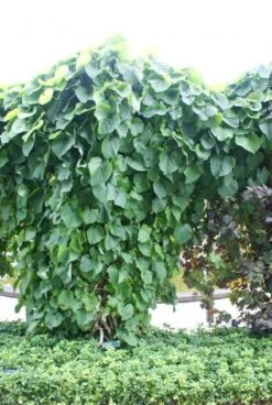 Duitse Pijp (Aristolochia Macropylla) -Klim Rose Winkel 20110731133730 3