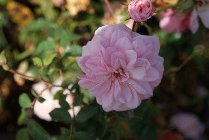 Trosroos (Rosa 'Bonica 82') 4 Trosroos (Rosa 'Bonica 82') - Afbeelding 2