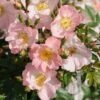 Miniklimroos (Rosa 'Open Arms') -Klim Rose Winkel 20120207105027 1 1