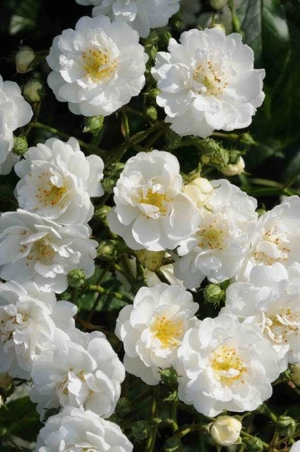 Miniklimroos (Rosa 'Guirlande D'Amour') 3 Miniklimroos (Rosa 'Guirlande D'Amour')