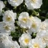 Miniklimroos (Rosa 'Guirlande D'Amour') -Klim Rose Winkel 20120207145857 1