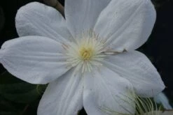 Bosrank (Clematis 'Madame Le Coultre') 13 Bosrank (Clematis 'Madame Le Coultre') -Klim Rose Winkel 20120211110333 1