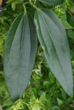 Bosrank, Groenblijvend (Clematis Armandii) -Klim Rose Winkel 20120211132337 5