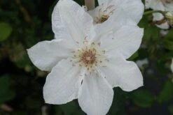 Bosrank (Clematis 'Destiny') -Klim Rose Winkel 20120211135305 1