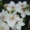 Bosrank (Clematis 'Destiny') 2 Bosrank (Clematis 'Destiny') -Klim Rose Winkel 20120211135324 1
