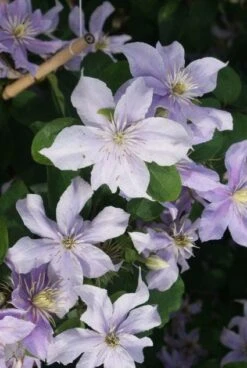Bosrank (Clematis 'Justa') 12 Bosrank (Clematis 'Justa') -Klim Rose Winkel 20120211142234 1 1