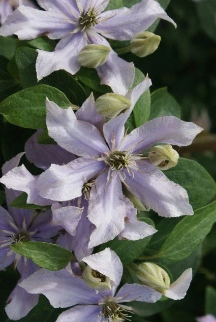 Bosrank (Clematis 'Justa') 6 Bosrank (Clematis 'Justa') - Afbeelding 4