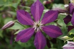 Bosrank (Clematis 'Mikelite') -Klim Rose Winkel 20120211142737 1 1