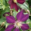 Bosrank (Clematis 'Mikelite') -Klim Rose Winkel 20120211142757 1