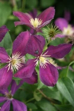 Bosrank (Clematis 'Mikelite') -Klim Rose Winkel 20120211142820 1 1