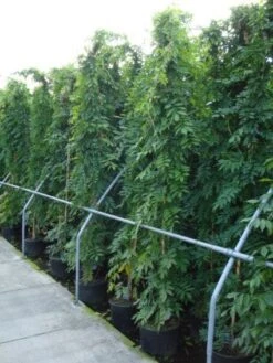 Blauwe Regen (Wisteria Sinensis) -Klim Rose Winkel 20120213094040 13