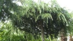 Ceder Als Dakboom (Cedrus Deodara 'Pendula') 10 Ceder Als Dakboom (Cedrus Deodara 'Pendula') -Klim Rose Winkel 20120213162209 3