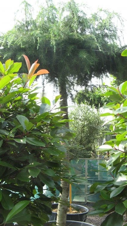 Ceder Als Dakboom (Cedrus Deodara 'Pendula') 3 Ceder Als Dakboom (Cedrus Deodara 'Pendula')