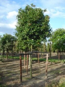 Glansmispel Als Boom (Photinia Fraseri 'Red Robin') 17 Glansmispel Als Boom (Photinia Fraseri 'Red Robin') -Klim Rose Winkel 20120214125941 9