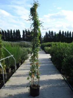 Passiebloem (Passiflora Caerulea) 14 Passiebloem (Passiflora Caerulea) -Klim Rose Winkel 20120214131255 6