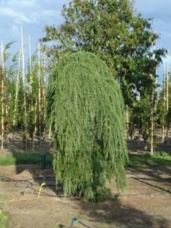 Treurceder (Cedrus Deodara 'Pendula') -Klim Rose Winkel 20120218104745 13