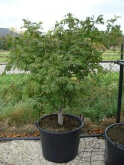 Japanse Esdoorn (Acer Japonicum 'Aconitifolium') 16 Japanse Esdoorn (Acer Japonicum 'Aconitifolium') -Klim Rose Winkel 20120218111902 10