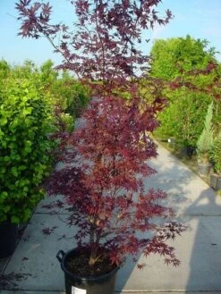 Japanse Esdoorn (Acer Palmatum 'Atropurpureum') -Klim Rose Winkel 20120219161852 9