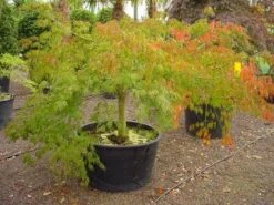 Japanse Esdoorn (Acer Palmatum 'Dissectum') -Klim Rose Winkel 20120219170606 11