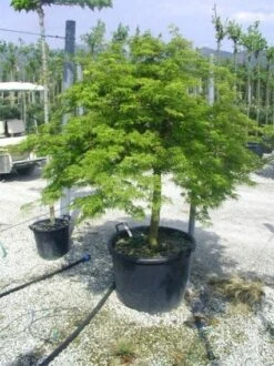 Japanse Esdoorn (Acer Palmatum 'Dissectum') -Klim Rose Winkel 20120219170629 11