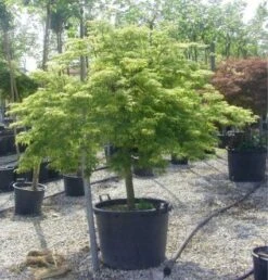 Japanse Esdoorn (Acer Palmatum 'Dissectum') -Klim Rose Winkel 20120219170657 11