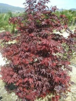 Japanse Esdoorn (Acer Palmatum 'Fireglow') -Klim Rose Winkel 20120220091027 11
