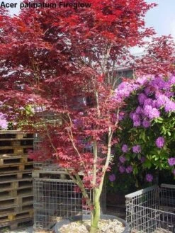 Japanse Esdoorn (Acer Palmatum 'Fireglow') -Klim Rose Winkel 20120220091058 11
