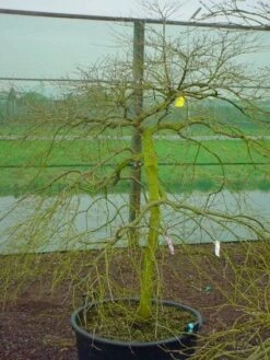 Japanse Esdoorn (Acer Palmatum 'Ornatum') -Klim Rose Winkel 20120220092604 11
