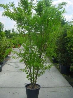 Japanse Esdoorn (Acer Palmatum) -Klim Rose Winkel 20120220092844 11