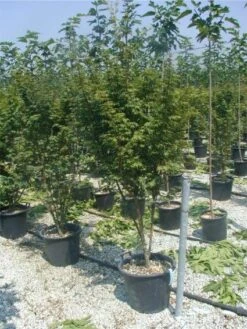 Japanse Esdoorn (Acer Palmatum) -Klim Rose Winkel 20120220093454 11