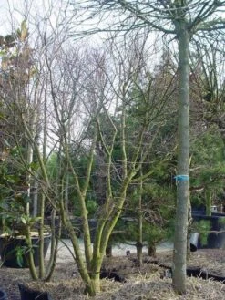 Japanse Esdoorn (Acer Palmatum) -Klim Rose Winkel 20120220093531 11