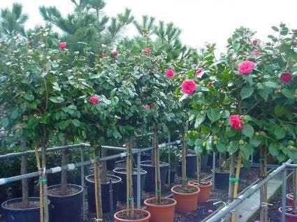 Camelia Op Stam (Camellia Japonica) 4 Camelia Op Stam (Camellia Japonica) - Afbeelding 2
