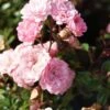 Stamroos (Rosa 'The Fairy') -Klim Rose Winkel 20120221151603 1