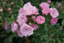 Stamroos (Rosa 'The Fairy') -Klim Rose Winkel 20120221151648 1