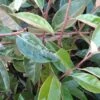 Olijfwilg Op Stam (Elaeagnus Ebbingei) -Klim Rose Winkel 20120225092925 3