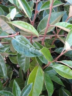 Olijfwilg Als Leiboom (Elaeagnus Ebbingei) -Klim Rose Winkel 20120225092954 2